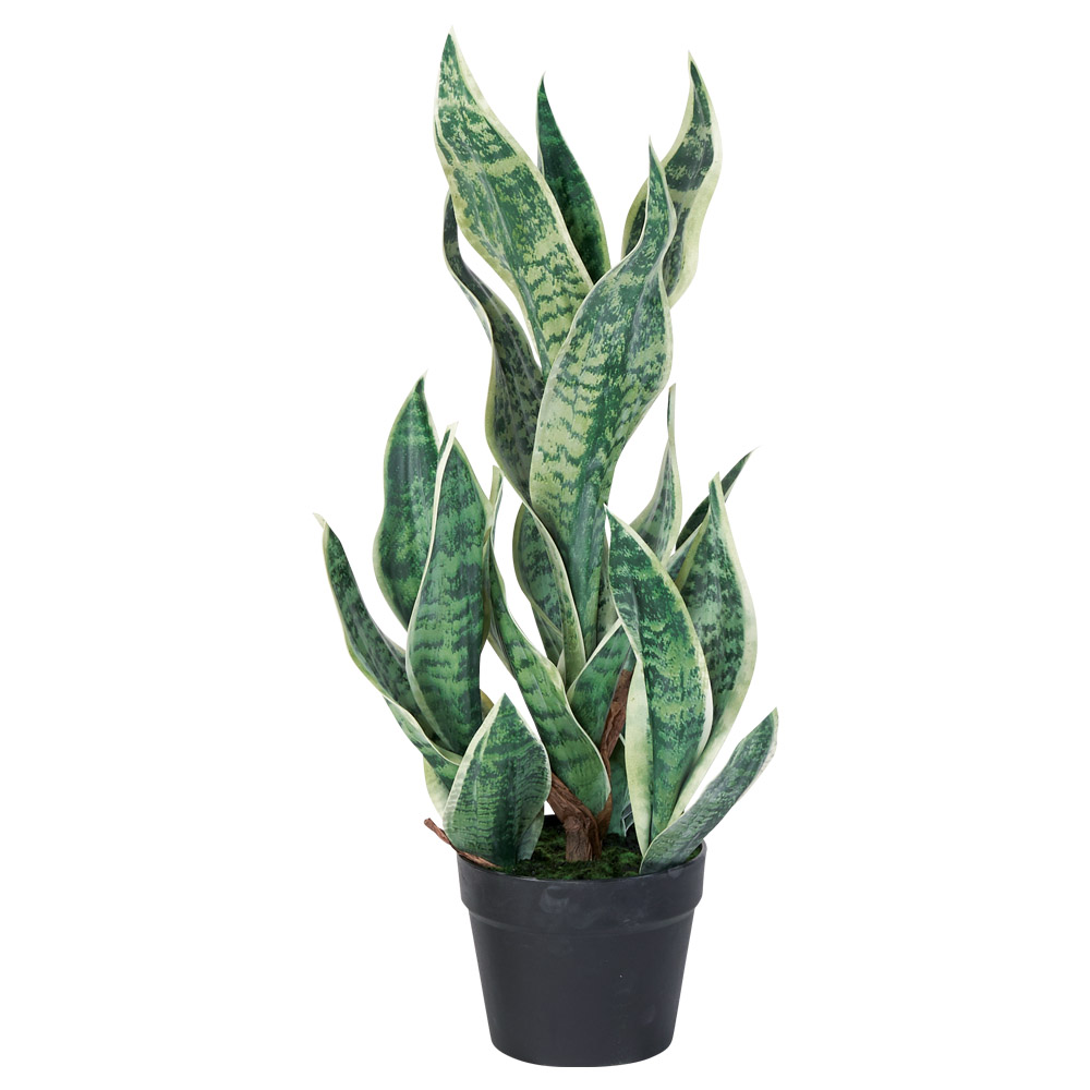 A-51150 サンセベリア（ポット付）