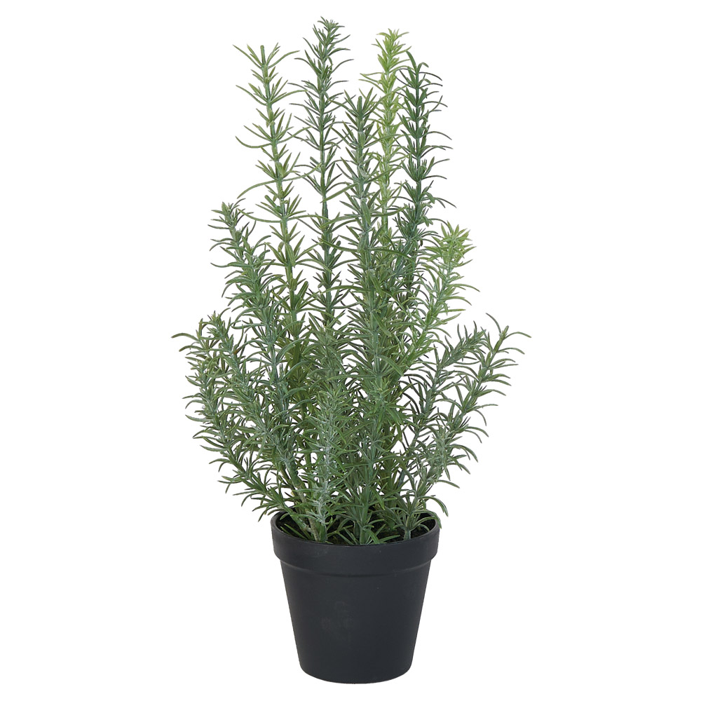 A-51151 ローズマリー（ポット付）