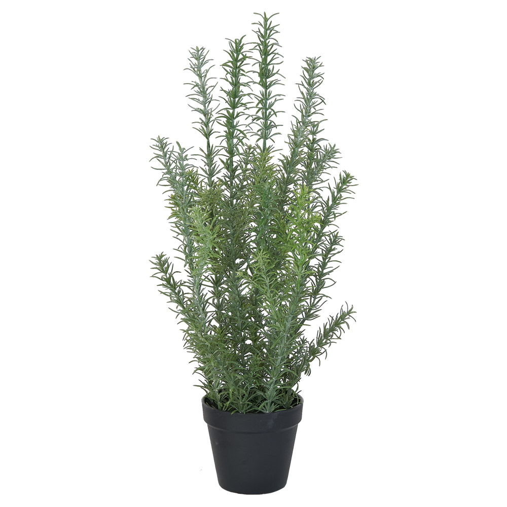 A-51152 ローズマリー（ポット付）