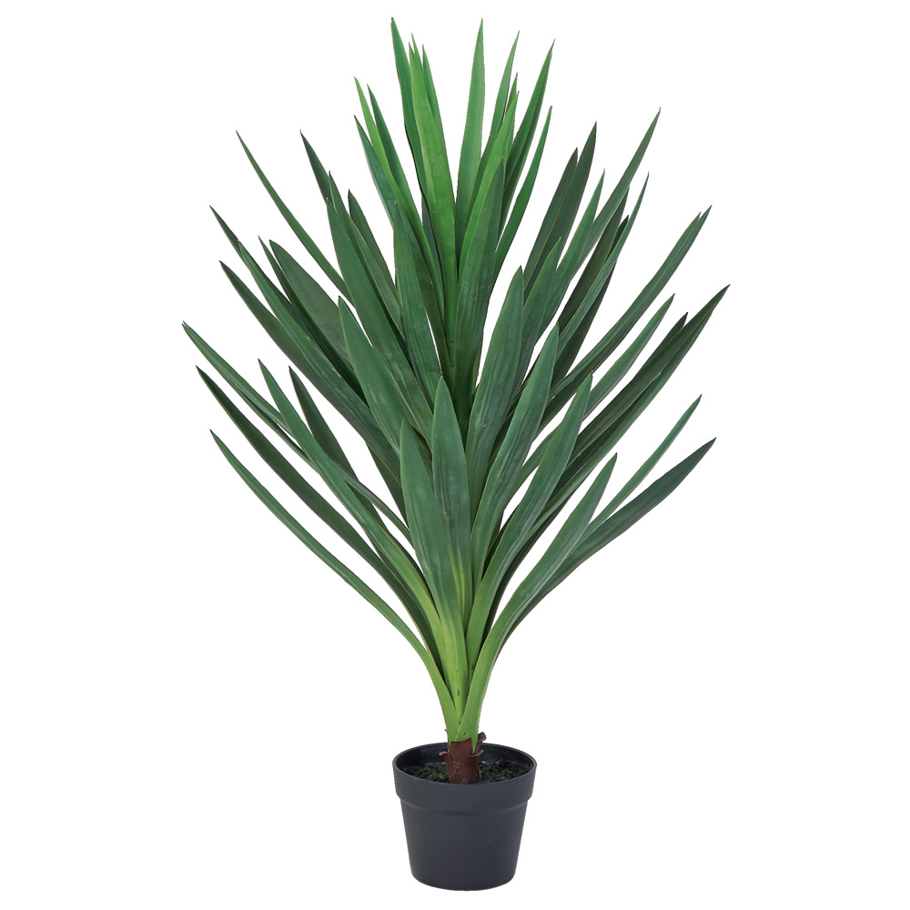 A-51153 アガベ（ポット付）