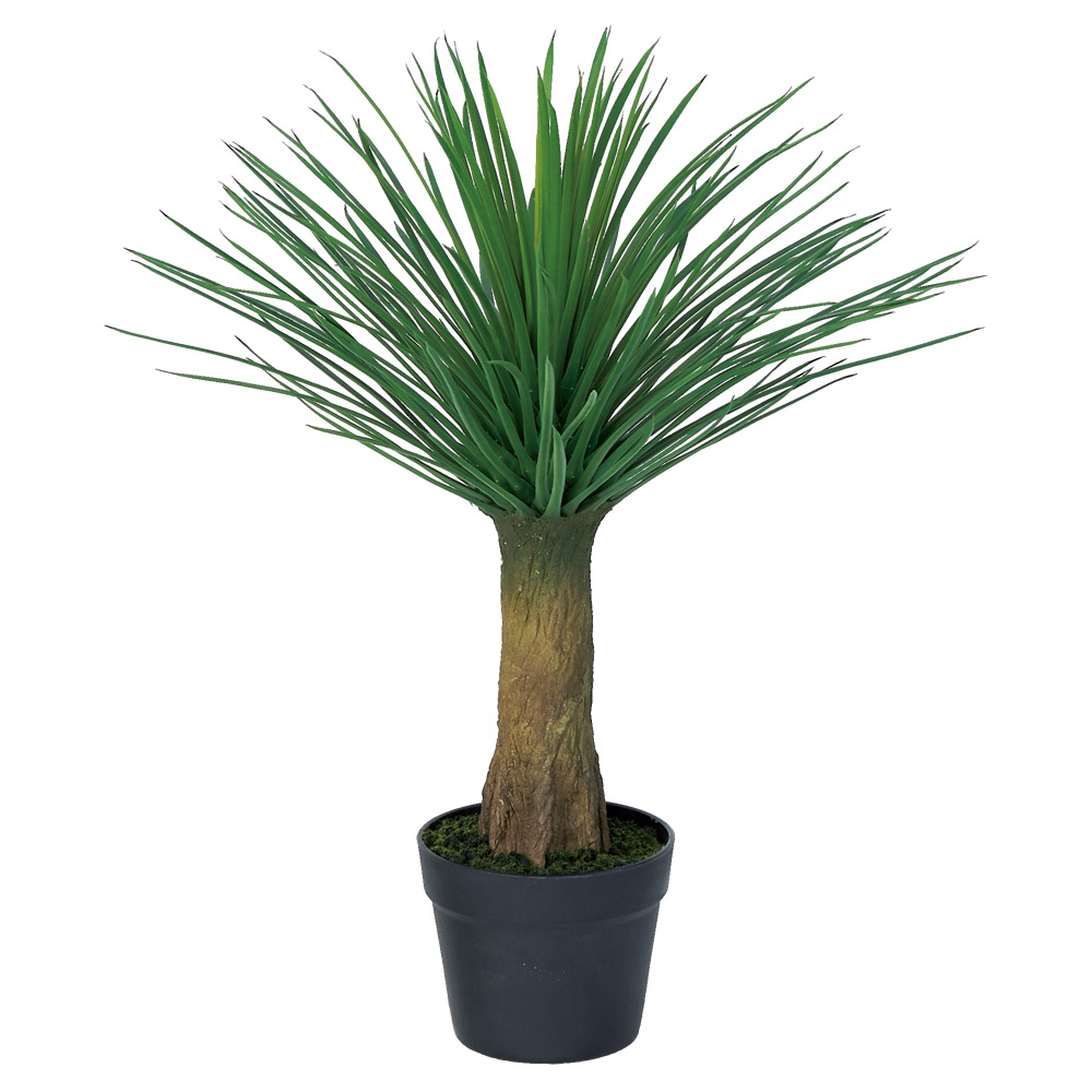 A-51154 ユッカ（ポット付）