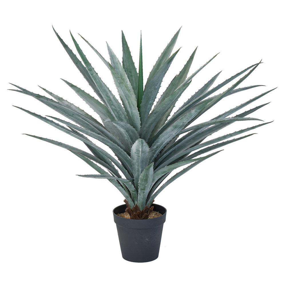 A-51155 アガベ（ポット付）