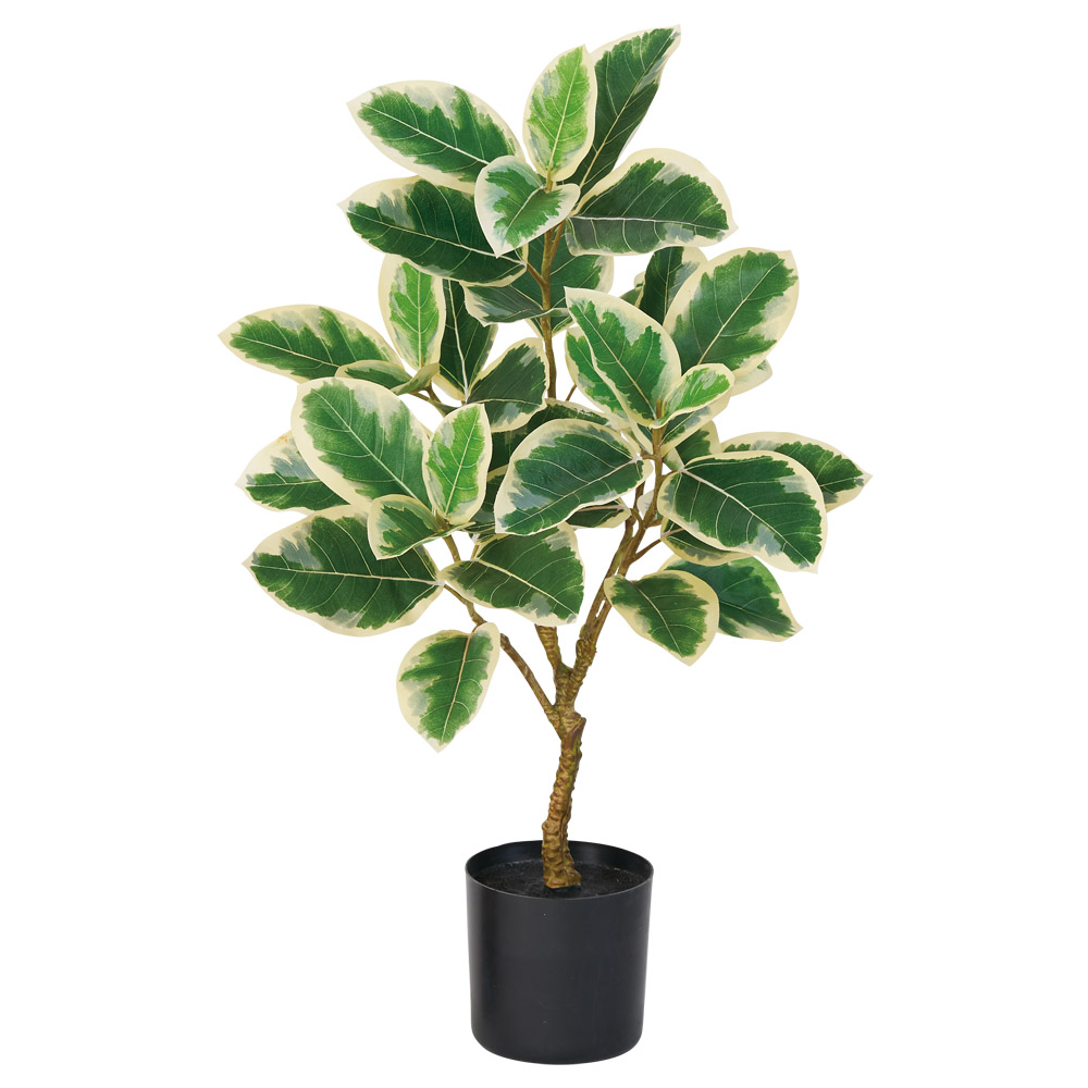 A-51156 ゴムの木（ポット付）