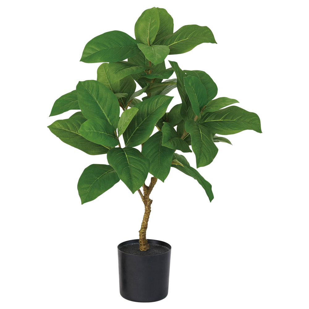 A-51157 ゴムの木（ポット付）