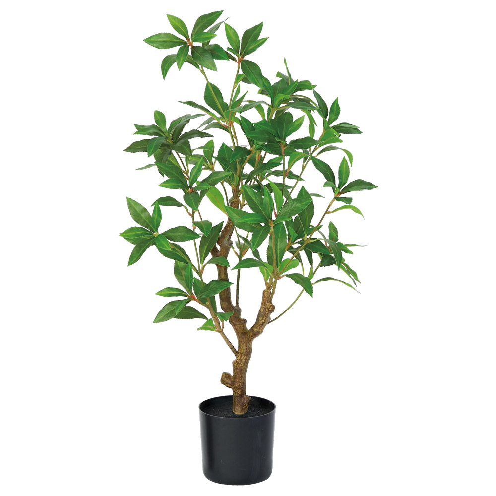 A-51158 アセビ（ポット付）