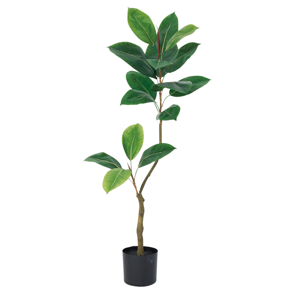 A-51159 ゴムの木（ポット付）