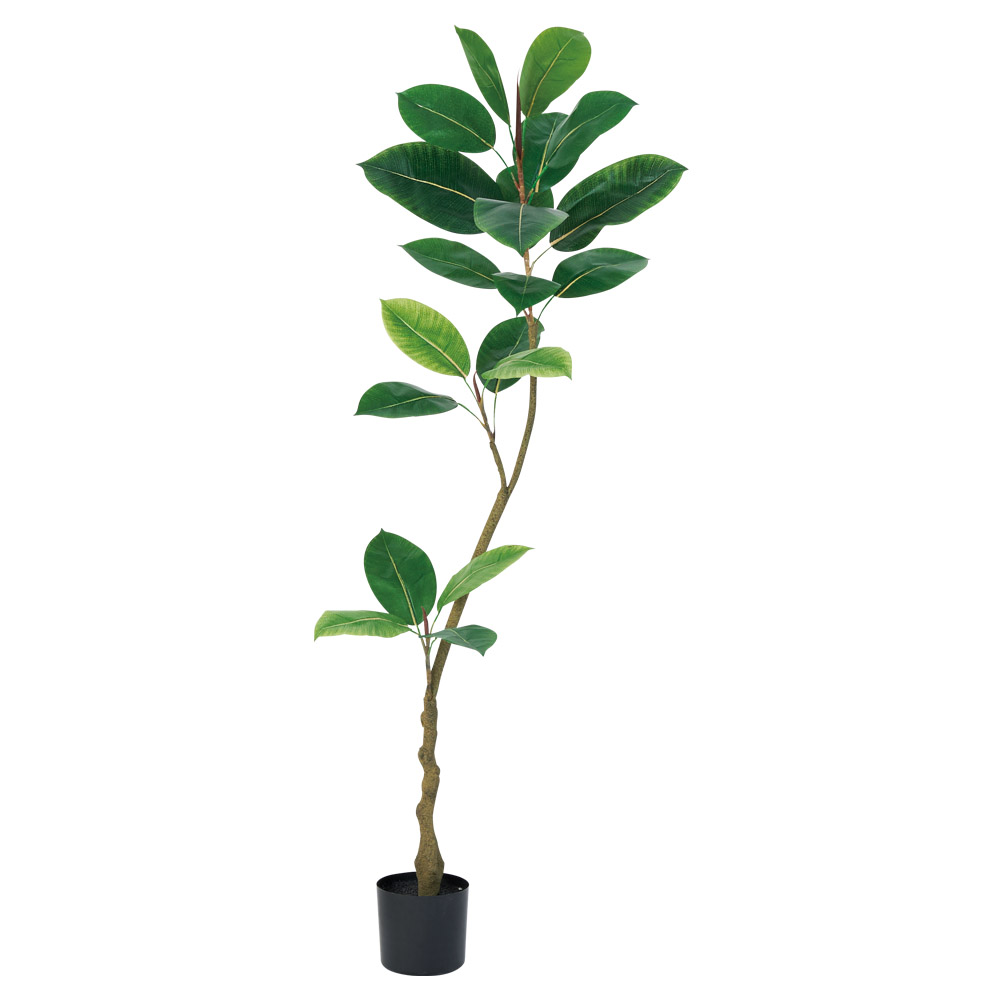 A-51160 ゴムの木（ポット付）