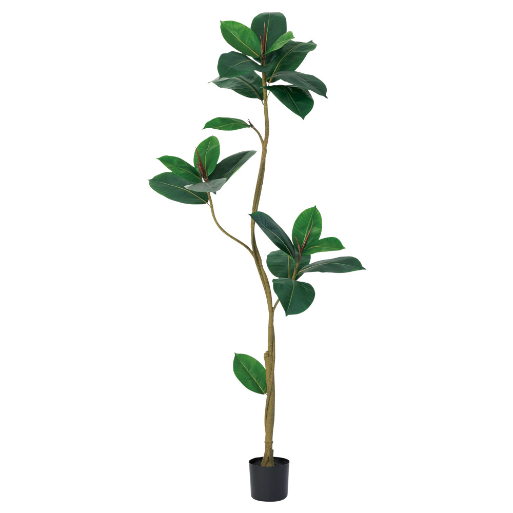 A-51161 ゴムの木（ポット付）