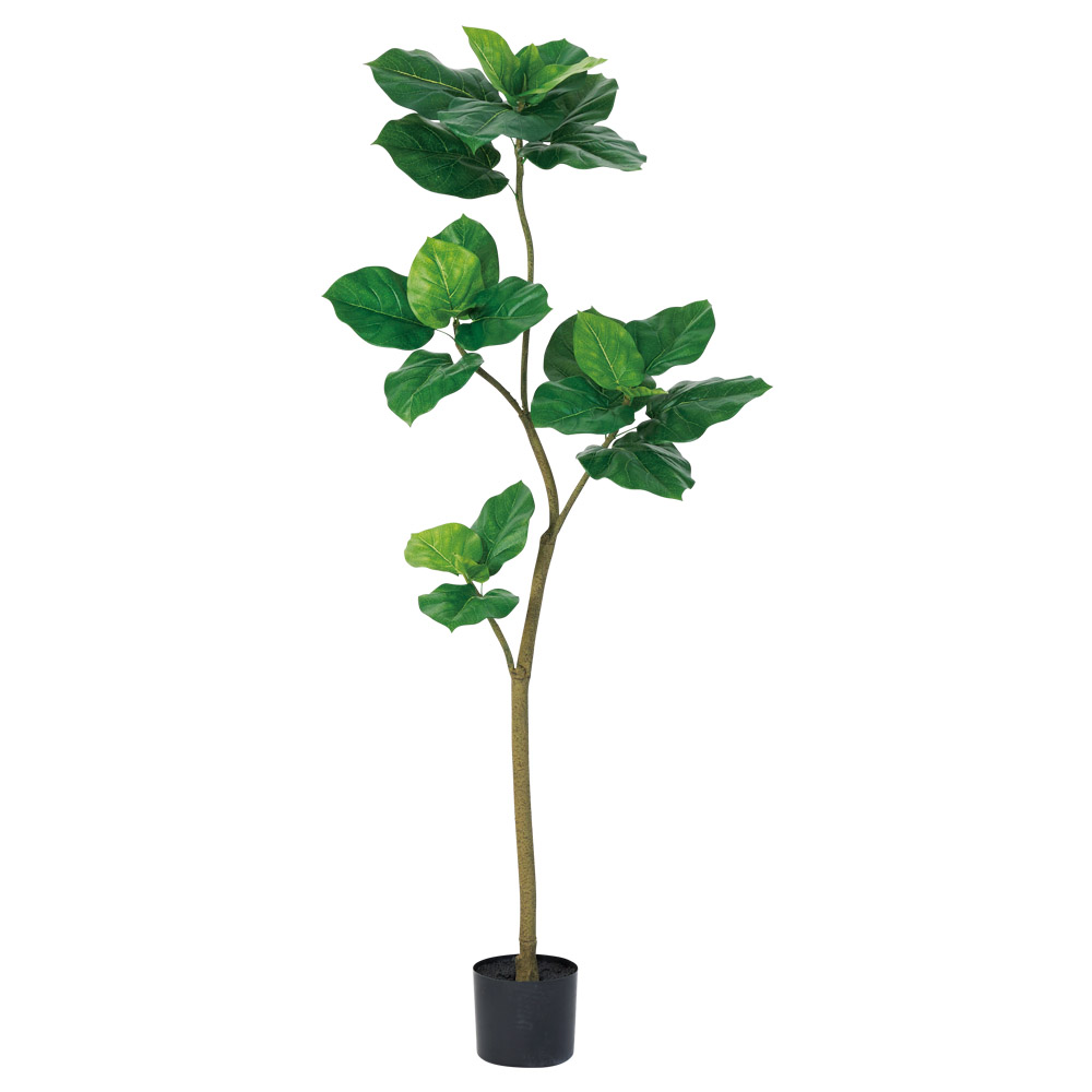 A-51162 ウンベラータ（ポット付）