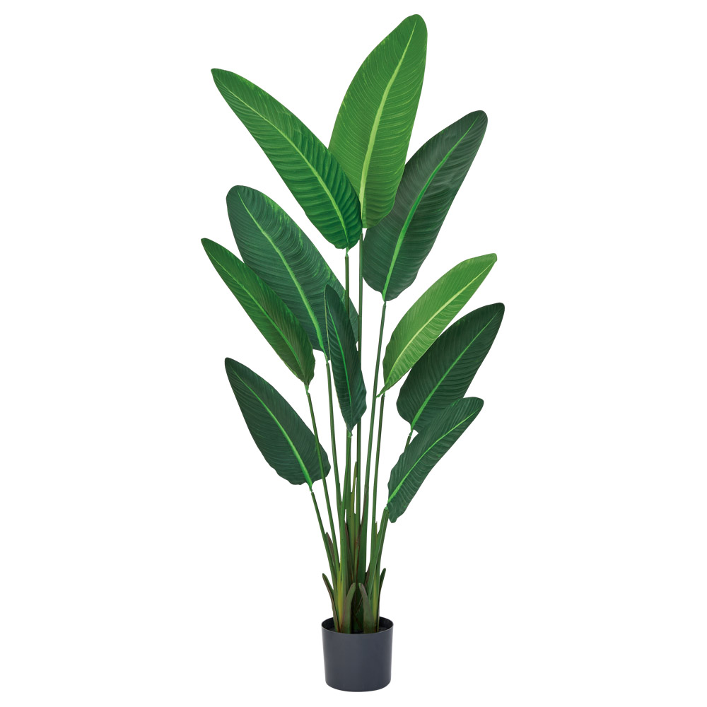 A-51163 トラベルパーム（ポット付）