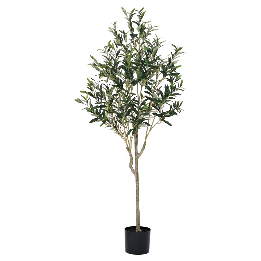 A-51164 オリーブ（実なし）（ポット付）