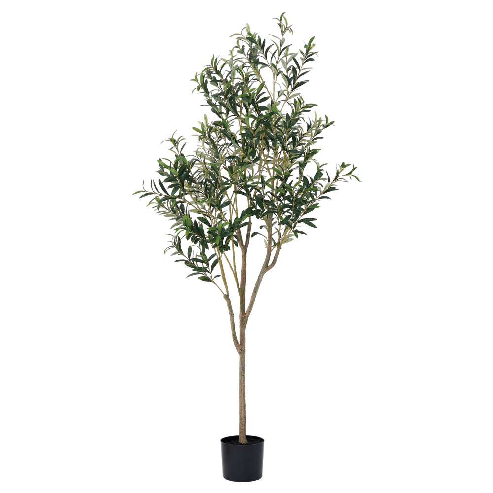 A-51165 オリーブ（実なし）（ポット付）