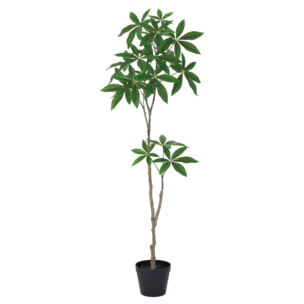 A-51166 パキラ（ポット付）