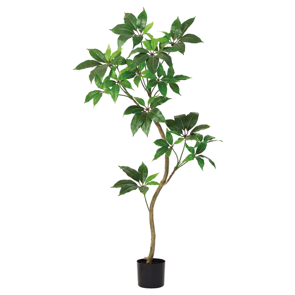 A-51167 ツピタンサス（ポット付）