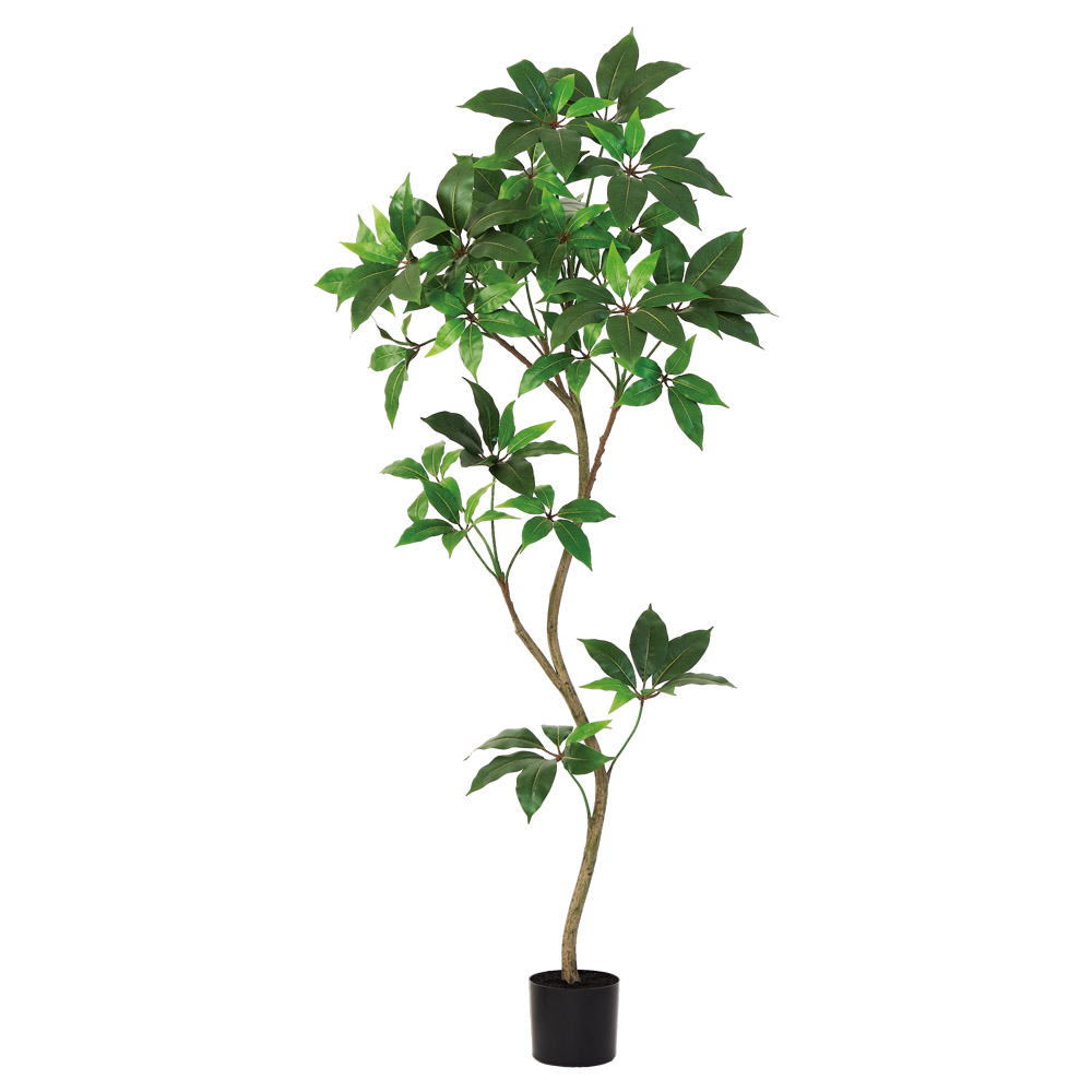 A-51168 ツピタンサス（ポット付）