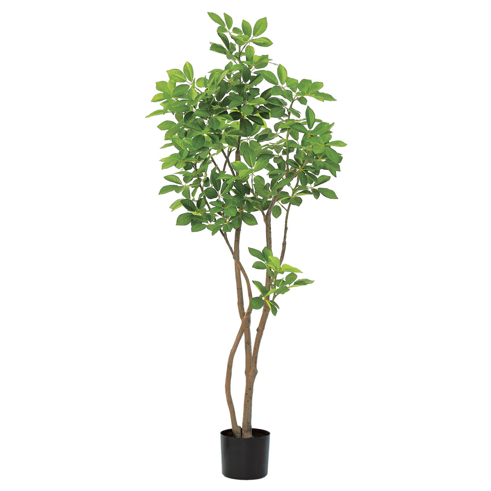 A-51169 トランペットツリー（ポット付）