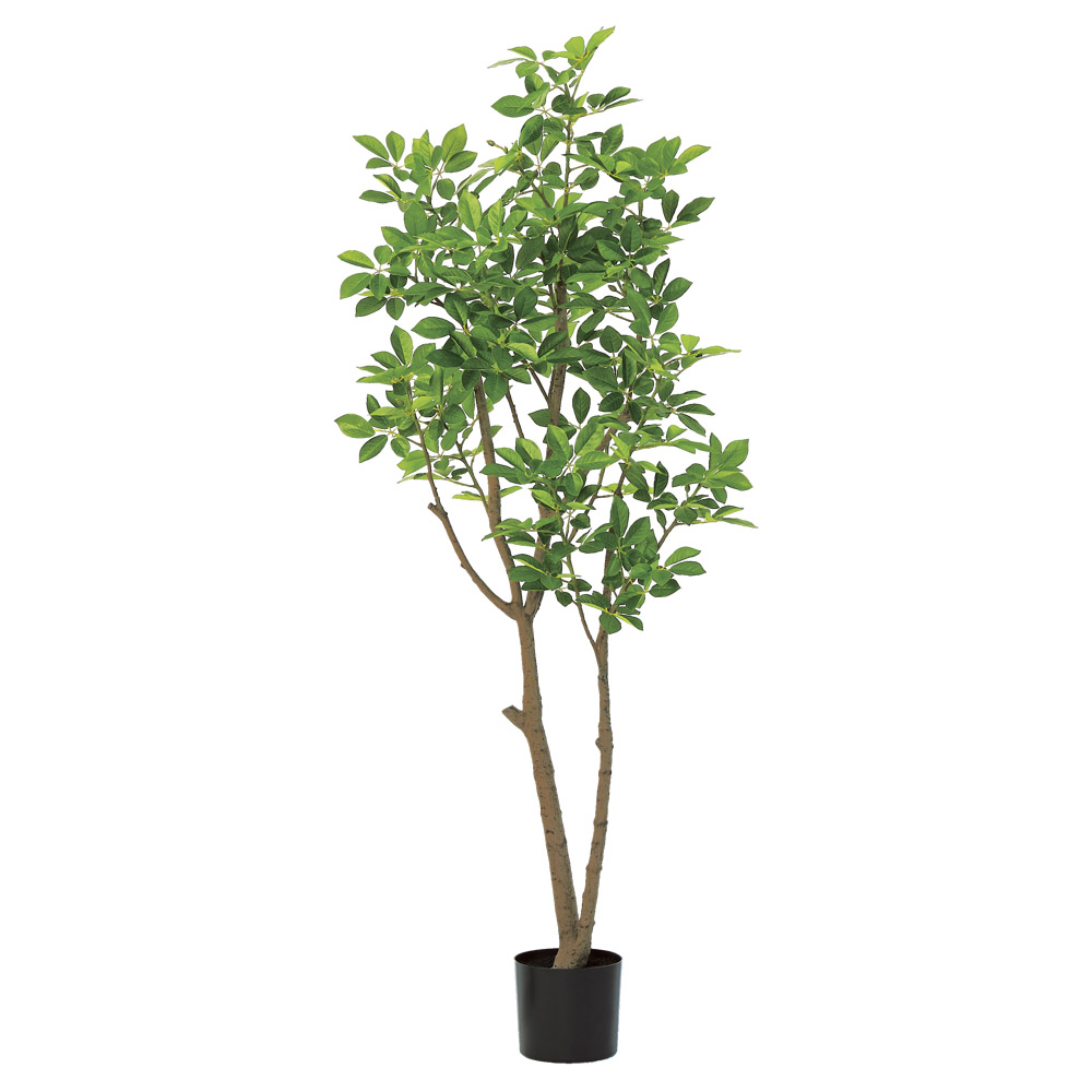 A-51170 トランペットツリー（ポット付）