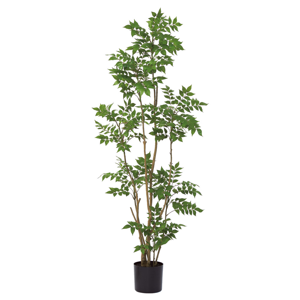 A-51171 トネリコ（ポット付）　