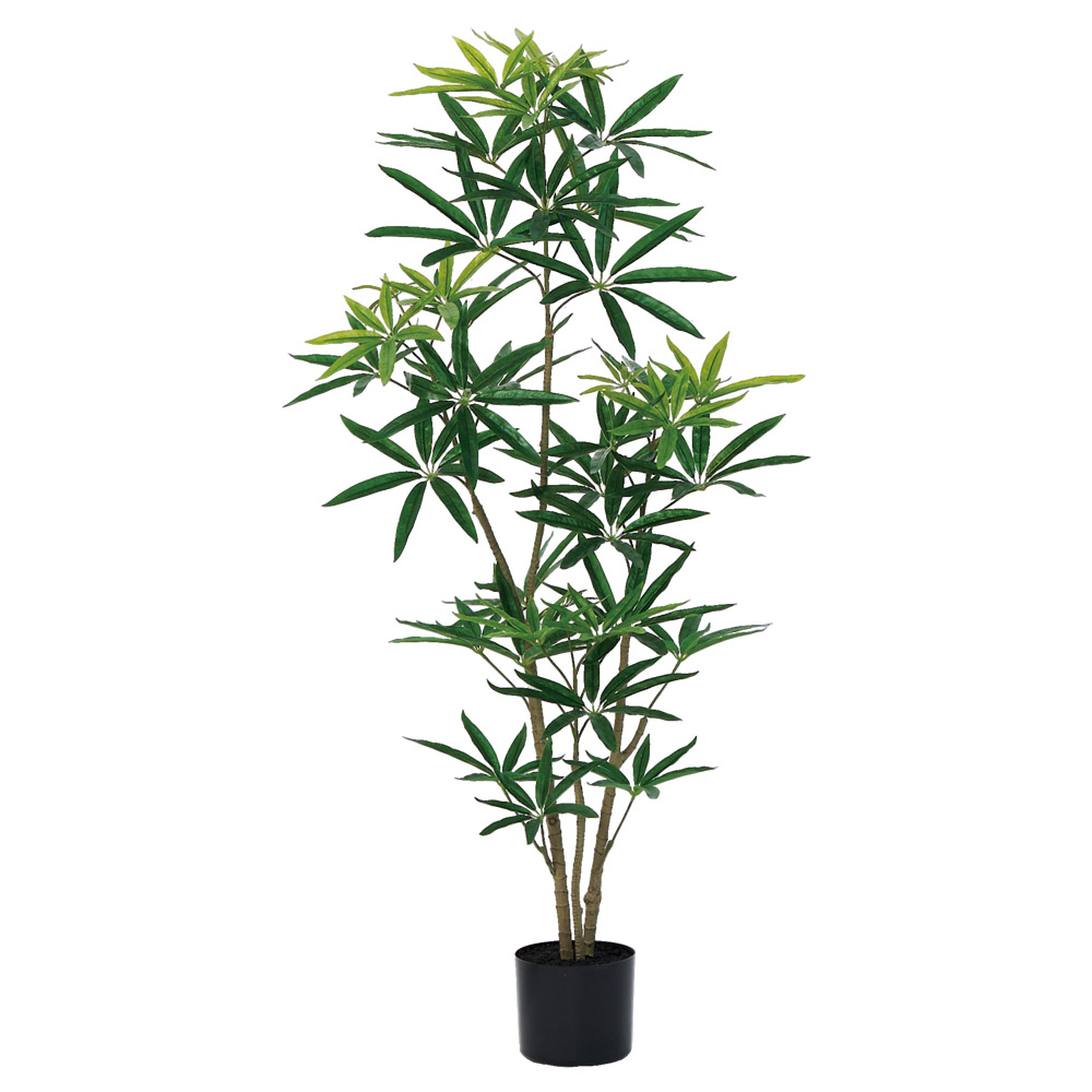 A-51175 シェフレラ（ポット付）