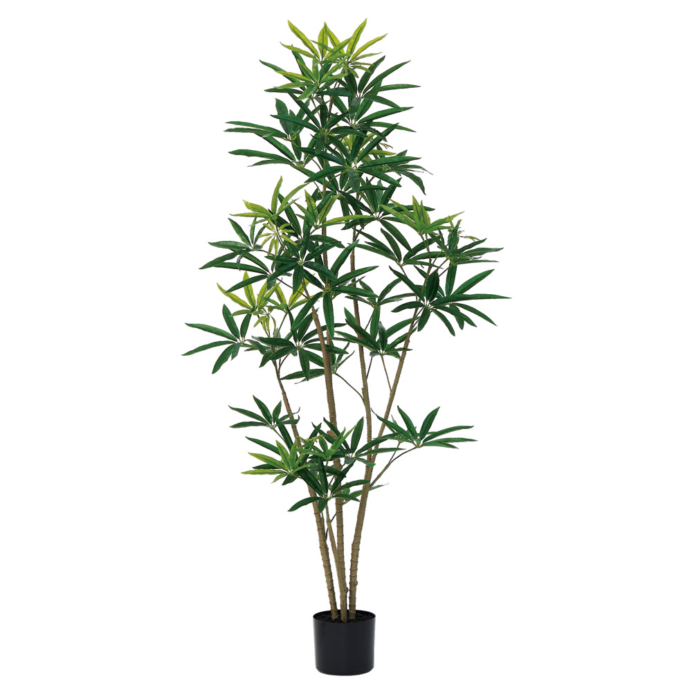 A-51176 シェフレラ（ポット付）