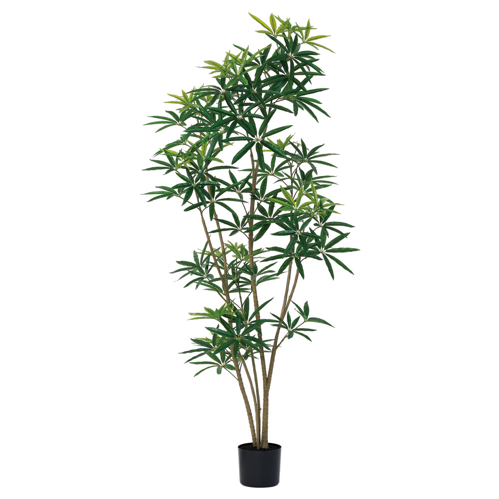 A-51177 シェフレラ（ポット付）