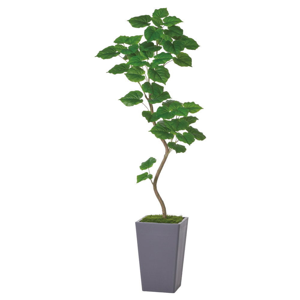 A-51180 ウンベラータ（コンテナキット）