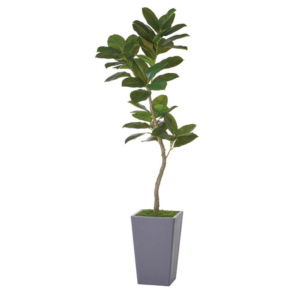 A-51181 ゴムの木（コンテナキット）