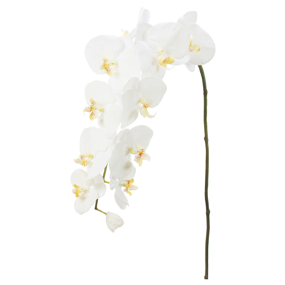 A-31259 コチョウラン（Ｌ）×１０　つぼみ×１