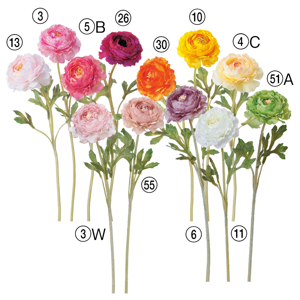 A-31841 ラナンキュラス