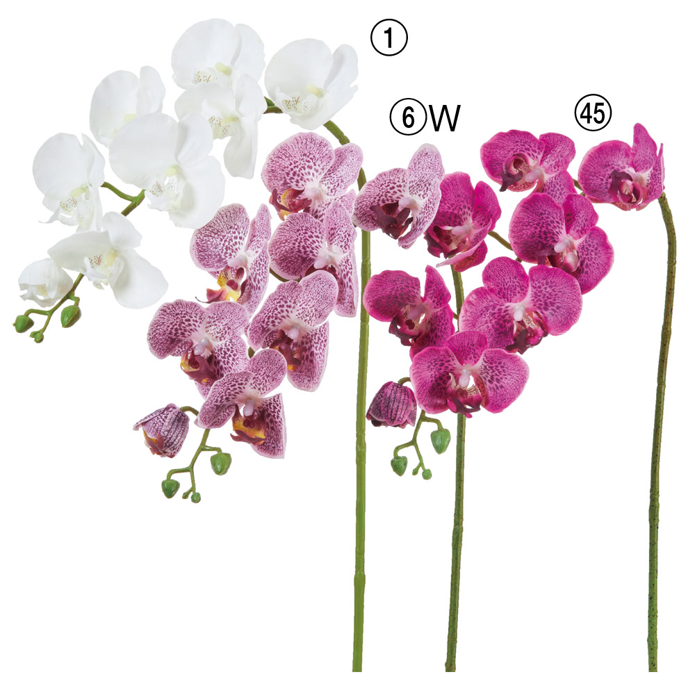 A-32409 コチョウラン×７　つぼみ×３