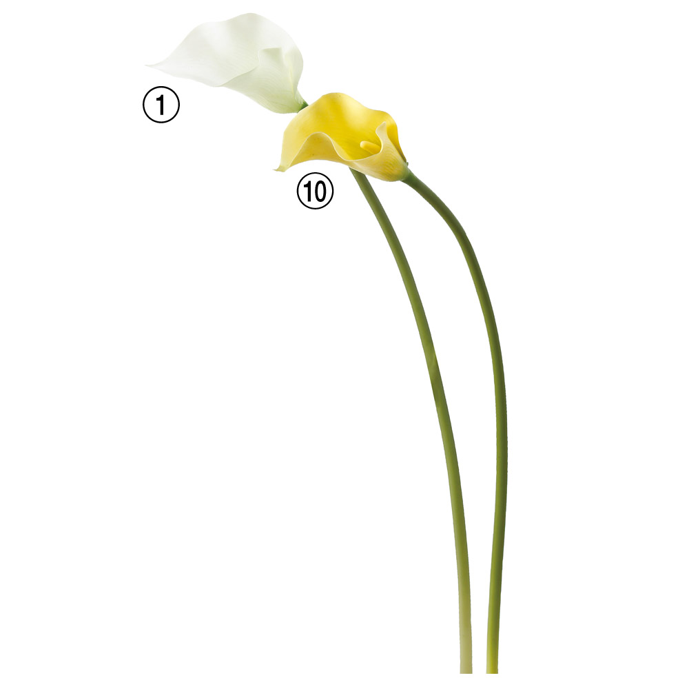 A-32625 カラーリリィ