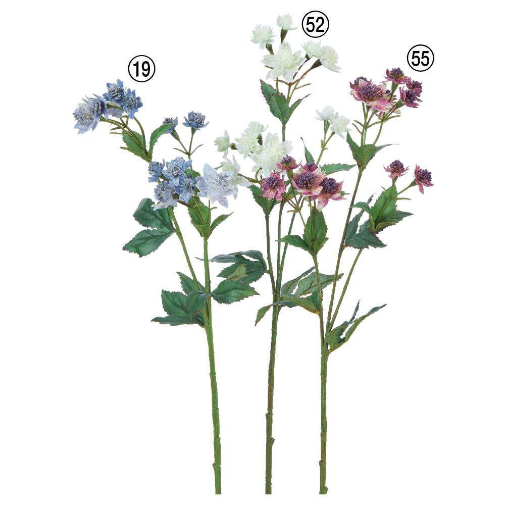 A-32677 アストランティア×１４