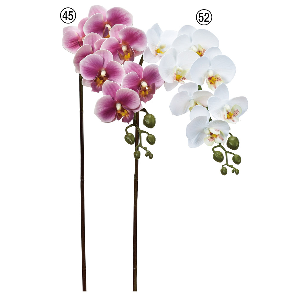 A-33962 コチョウラン×７　つぼみ×６