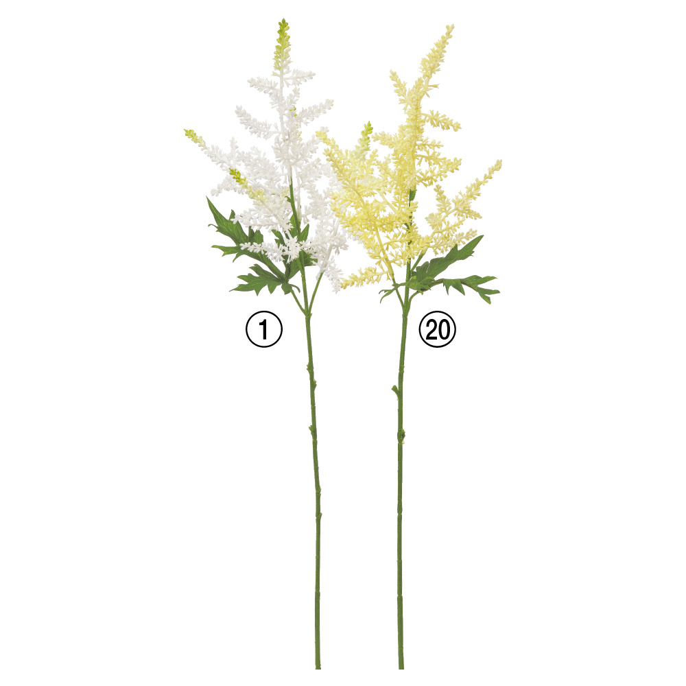 A-34365 アスチルベ