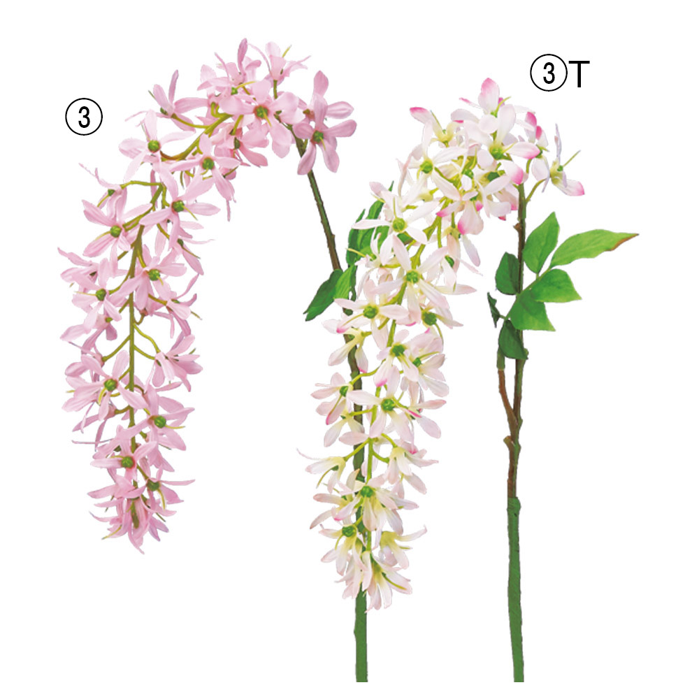 A-34490 ウィステリア（ナツフジ）