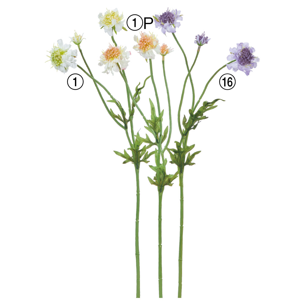 A-34492 スカビオサ×３