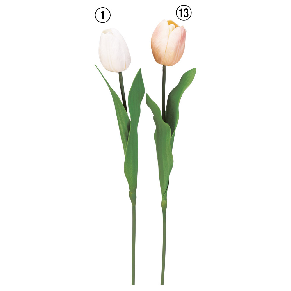 A-34532 チューリップ