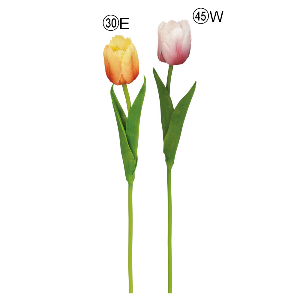 A-34534 チューリップ