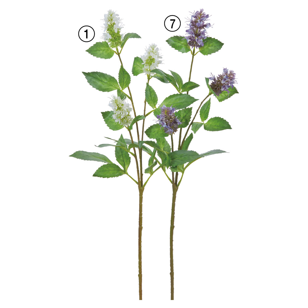 A-34537 パチュリ×３