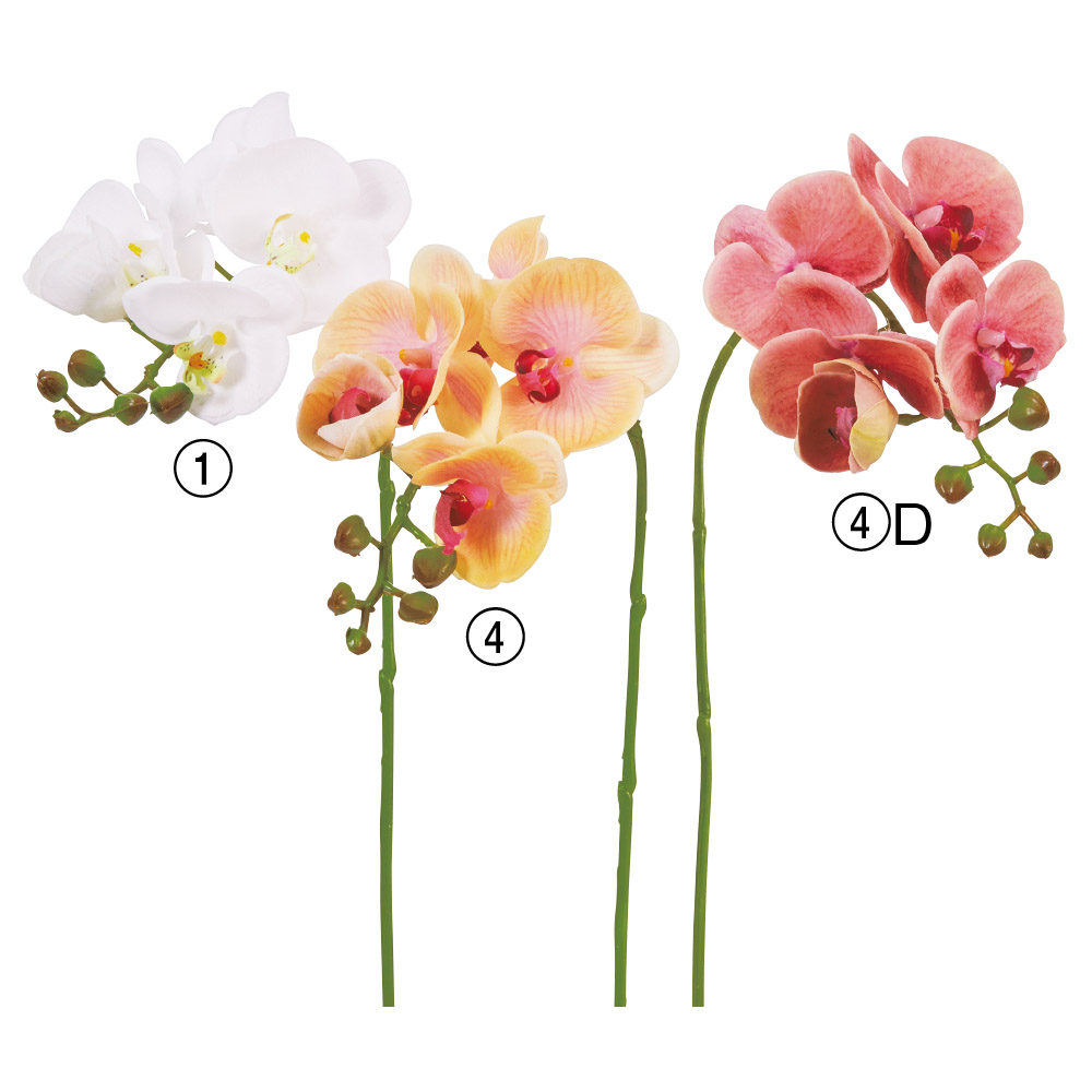 A-34541 コチョウラン×５　つぼみ×５