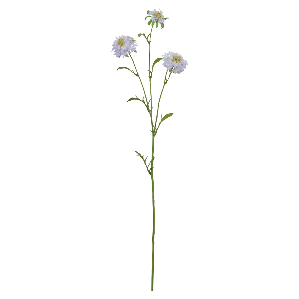 A-34584 スカビオサ×３