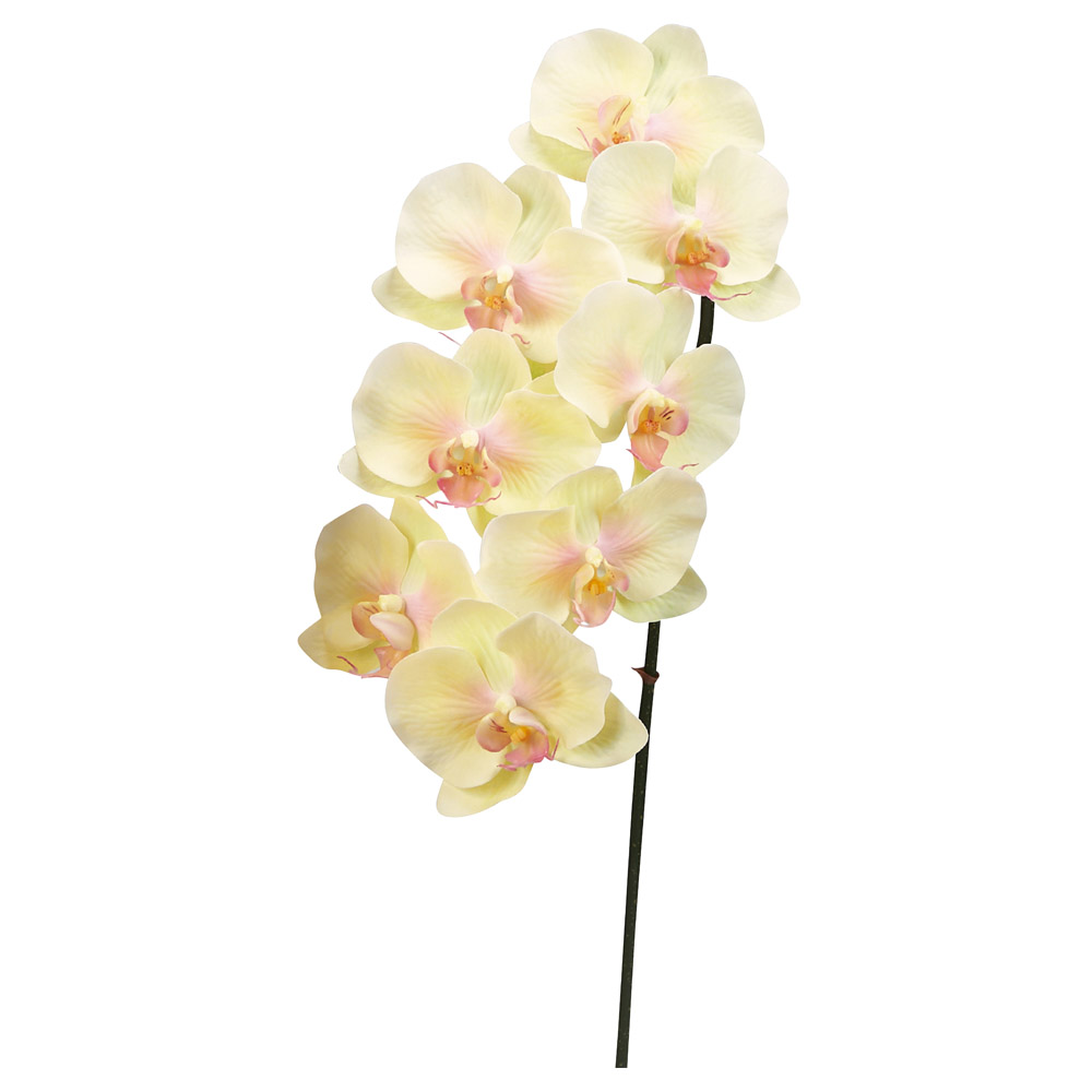 A-34606 コチョウラン×８