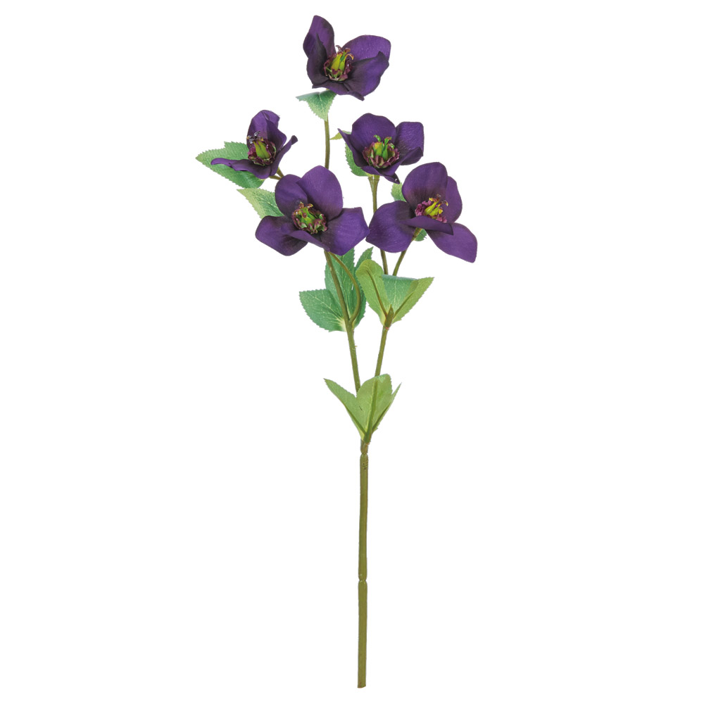 A-34642 クリスマスローズ×５