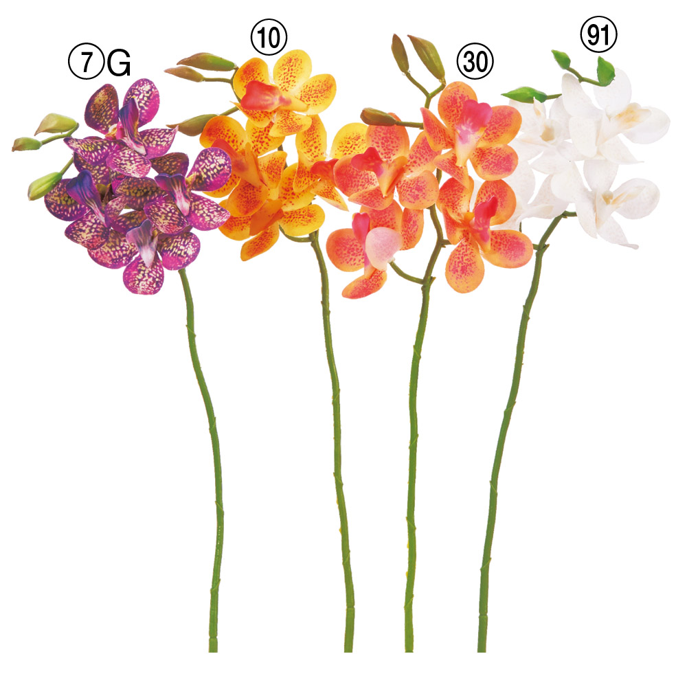 A-34705 モカラＸ４　つぼみＸ３