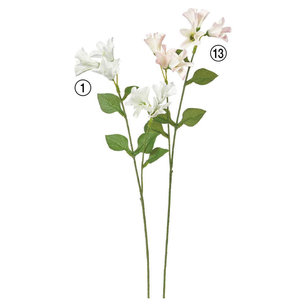 A-34753 カンパニュラＸ６