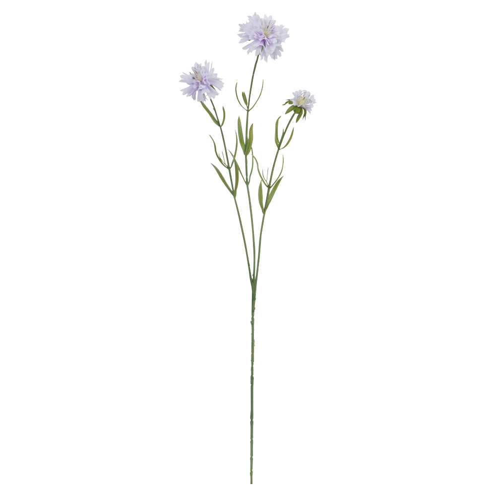 A-34754 スカビオサＸ３