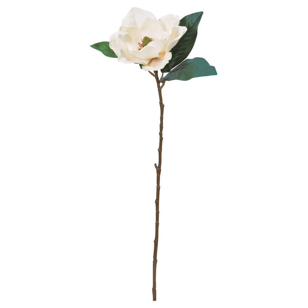 A-34818 マグノリア