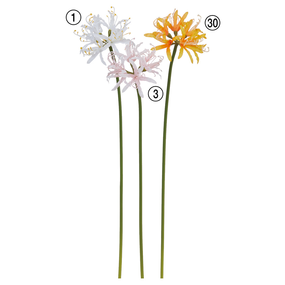 A-34829 ネリネリリィ