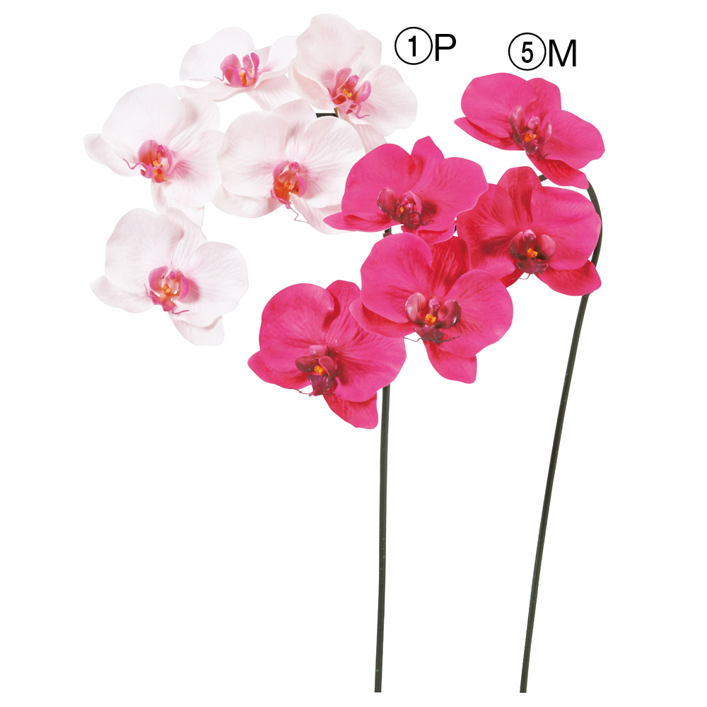 A-34837 コチョウランＸ５