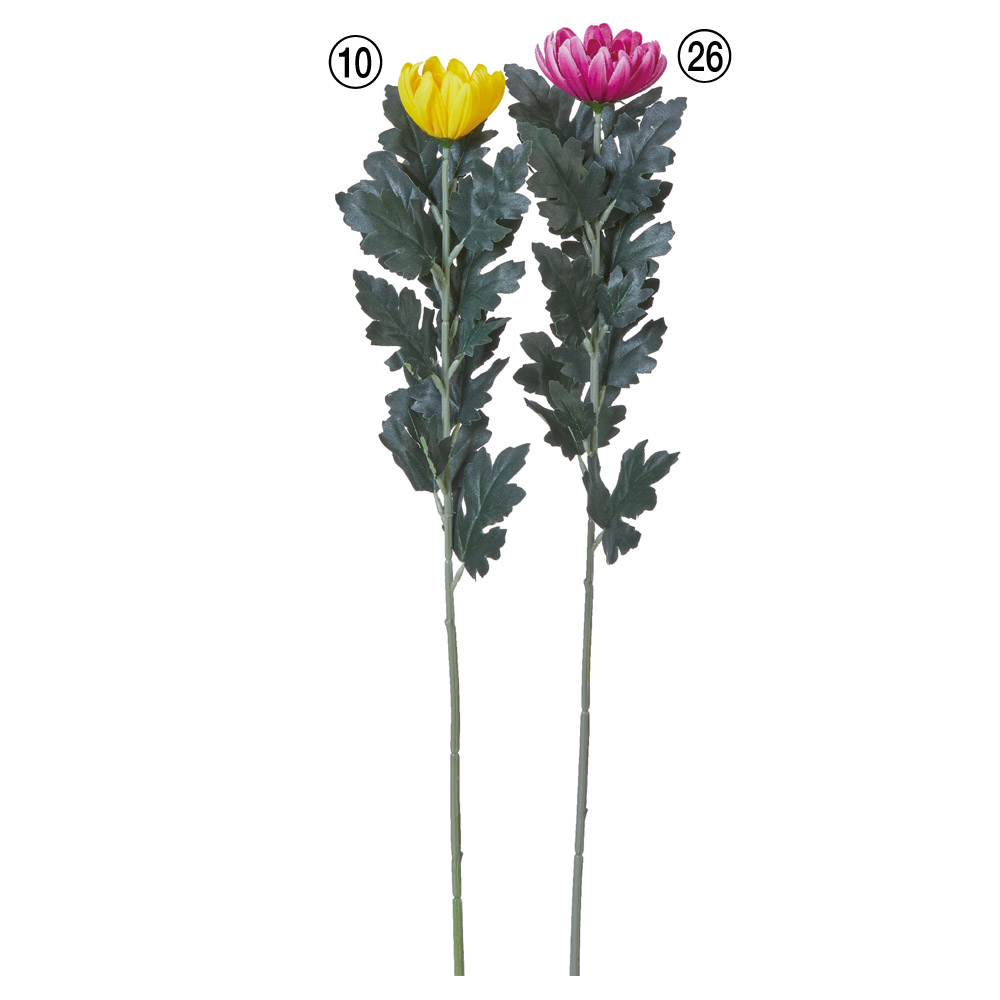 A-36095 マム（Ｍ）